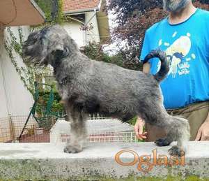 Štenci patuljastih šnaucera